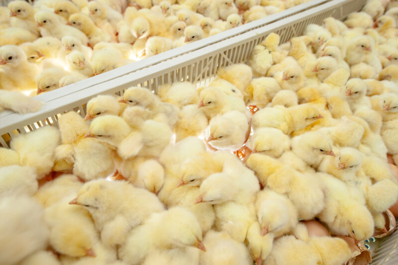 Poultry & Egg Processing Disinfection